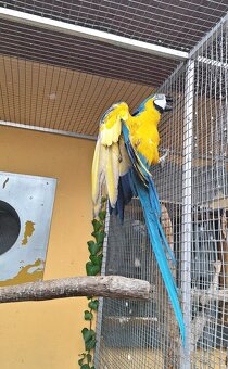 Ara Ararauna 1.0 - 2