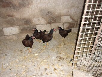 Zdrobnělá indická bojovnice - 2