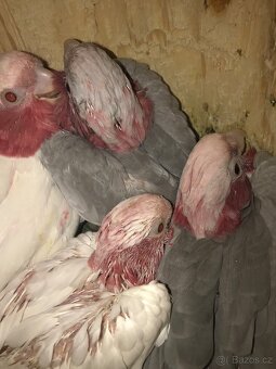 Kakadu Lutino 2025 - 2