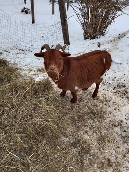 Půjčím stádo na výpas - 2