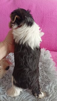 Yorkshire Biewer terier - 2