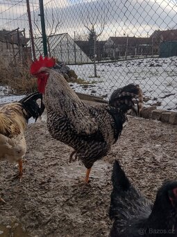 Prodám dva kohouty - 2