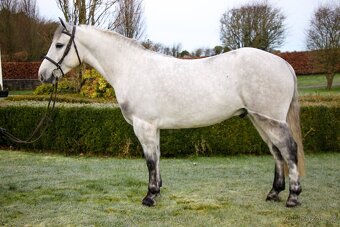 Connemara pony valach 5let - 2