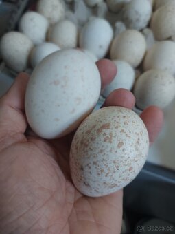 Krůta bronzová - 2