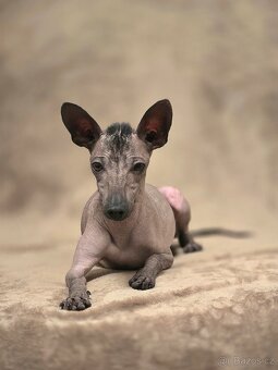 Miniaturny mexický naháč s PP- s rodokmenem - 2