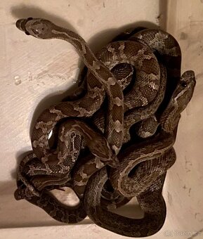 Pantherophis emoryi F3 Texas 0,4 - 2