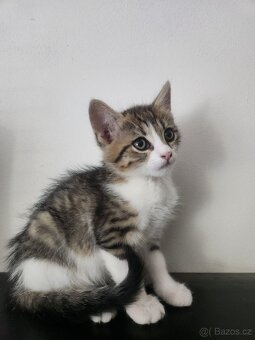 Evropská krátkosrstá kočička s kresbou tabby. - 2