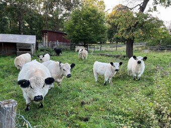 býčci Galloway - 2