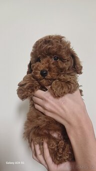 Štěňata červenohnědého toy pudla - 2
