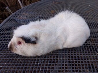 Morče,morčátko kluk - 2