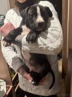 Vymazlená štěňátka American Bully - 2