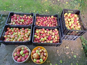 Nabídka jablek, ořechů a dřeva - 2