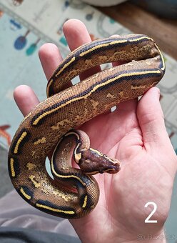 Krajta královská/python regius - 2