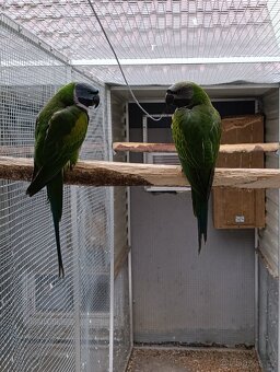 Alexandr čínský - 2