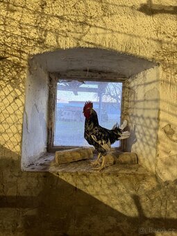 Kohoutek dominant - 2