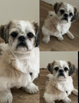 Pejsek SHIH-TZU - 2
