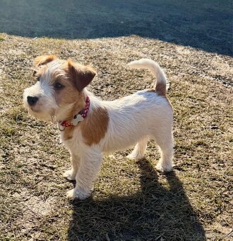 Jack Russell terier - fenka 3 mesice - 2