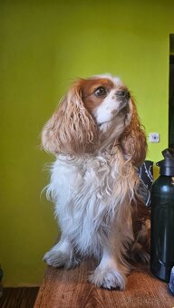 King Charles Španěl - 2