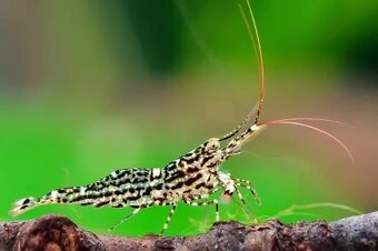 Krevetky sulawesi - 2
