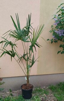 Trachycarpus fortunei - 2 metry - 2