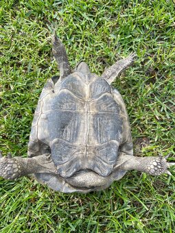 Želva zelenavá Testudo hermanni - 2