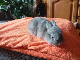 Králíci - 2
