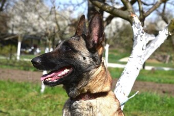 Malinoiska Naomi hledá domov - 2