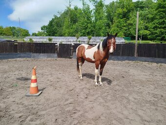valach APH american paint horse 2 roky PH - 2
