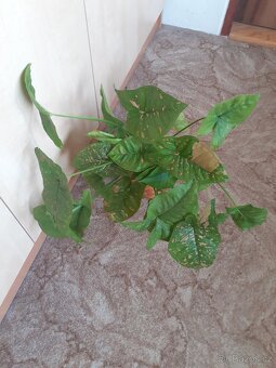 Syngonium 2 - 2