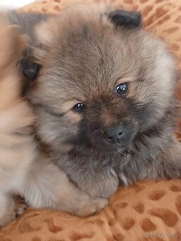Špic pomeranian - 2