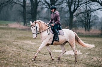 Pre / Lusitano kobča - 2