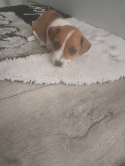 Jack Russel teriér - 2