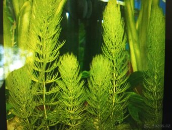 Ceratophyllum demersun - 2