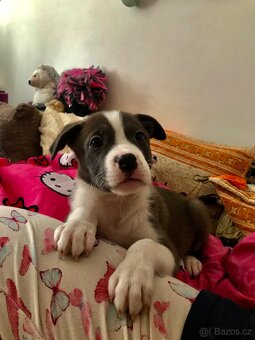 Pit aussie - štěně - 2