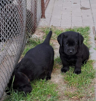 Černá štěňátka labradora s PP - 2
