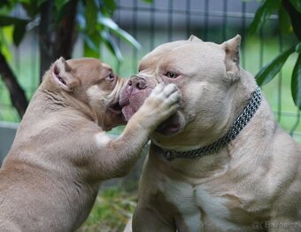 American Bully - 2