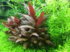 Čerstvé akvarijní rostliny – Výhodné ceny a odborné tipy - 2