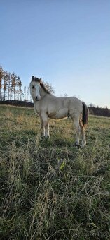 Letošní hřebeček - 2