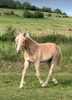 hafling valášek 2,5 roku - 2