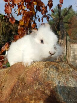 Zakrslý králíček - 2