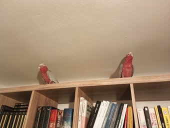 Kakadu růžový - 2