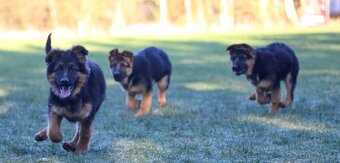 Německý ovčák s PP - 2