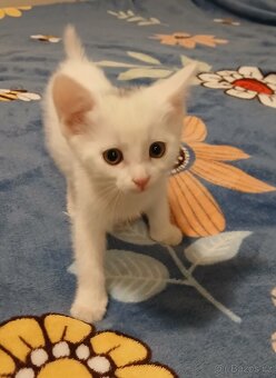 Daruji koťátka - 2