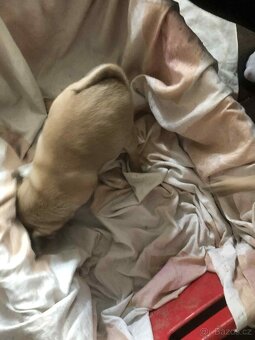 Štěňata Mops - 2