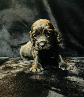 Anglický kokršpaněl - 2