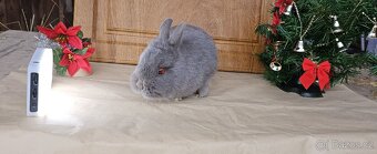 Zakrslý marburský - 2