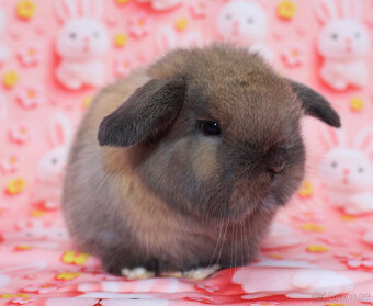 MiniLop beránek sameček . - 2