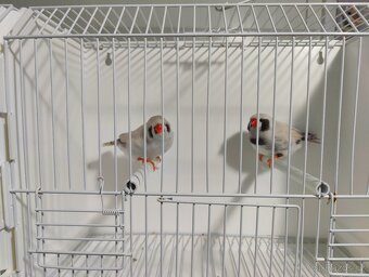 Výstavní zebřičky - 2