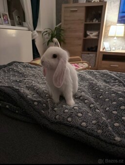 Daruji králíka - 2