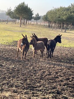 Oslíci na prodej - 2